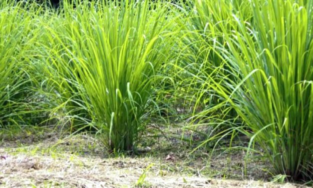 🌿 Malojillo: propiedades, beneficios y usos medicinales 🌿