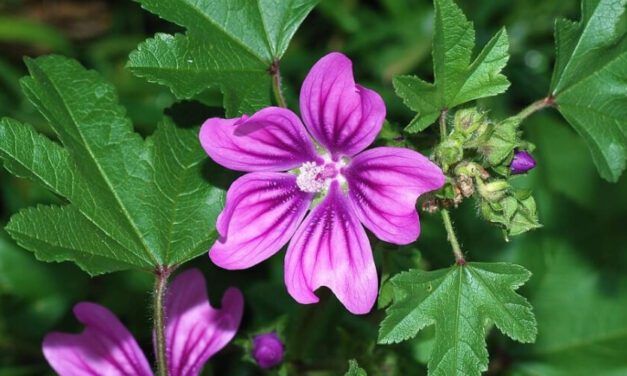 🌿 Conoce las propiedades medicinales, beneficios y usos de la Malva 🌿