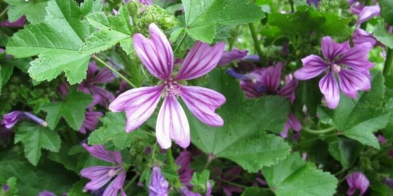 Conoce Las Propiedades Medicinales Beneficios Y Usos De La Malva