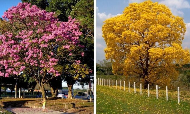 ✌ Espectáculo natural: Llegó la temporada de flores en El Salvador ✌