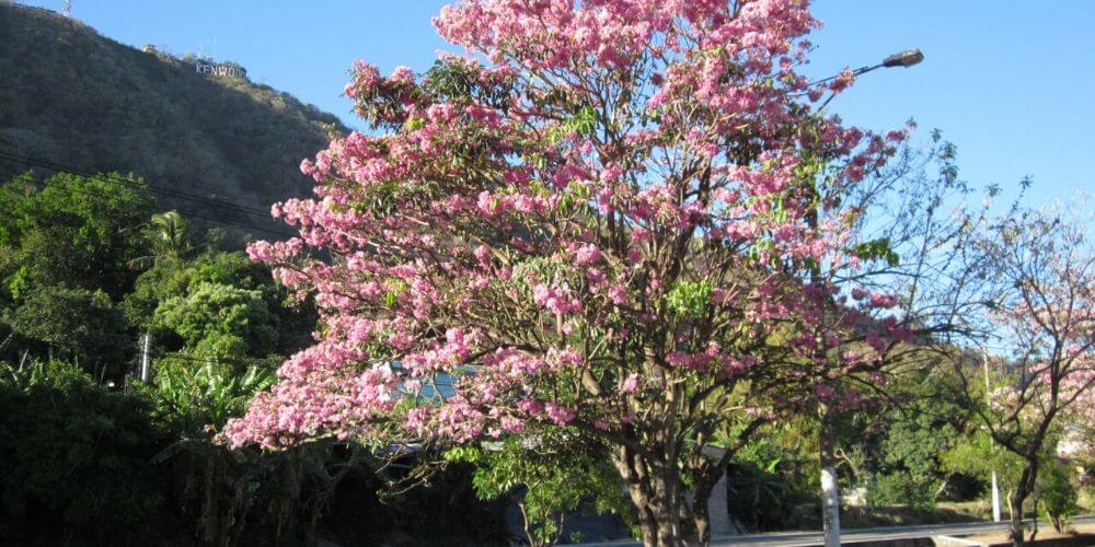 espectaculo-natural-llego-la-temporada-de-flores-en-el-salvador-maquilishuat-rosado-movidatuy.com