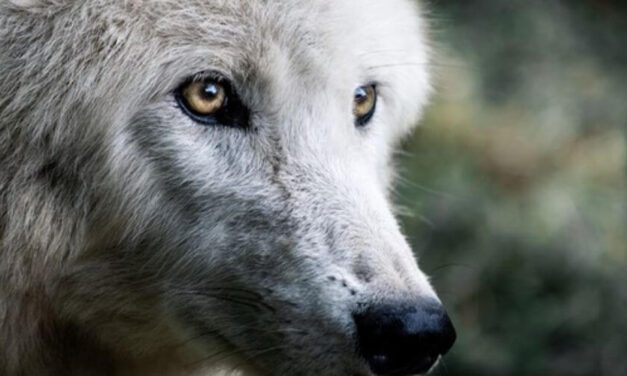 Muere una loba en peligro de extinción mientras buscaba a su manada