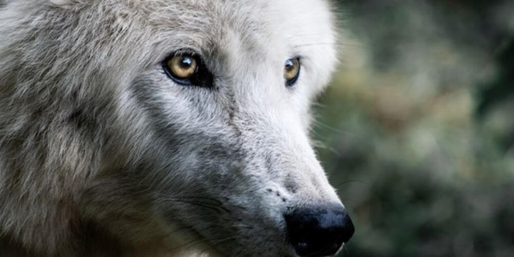 Muere una loba en peligro de extinción mientras buscaba a su manada