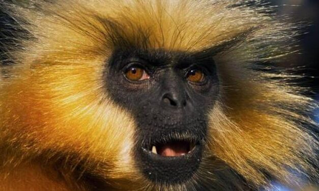 Otra especie en extinción, el langur dorado está desapareciendo