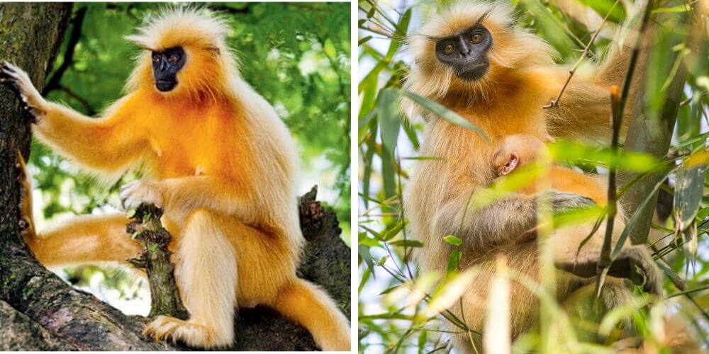 otra-especie-en-extincion-el-langur-dorado-esta-desapareciendo-primate-arbol-movidatuy.com