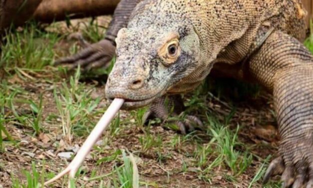 😮 Increíble: Nacen crías de dragón Komodo sin que el macho participara 😮
