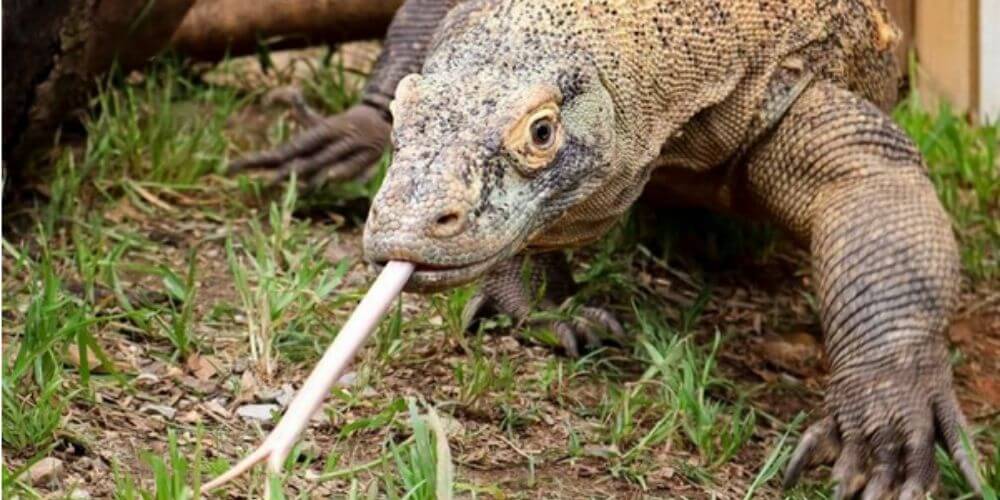 😮 Increíble: Nacen crías de dragón Komodo sin que el macho participara 😮