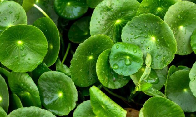 🌿 Planta de Lochita: Propiedades, Beneficios y Usos medicinales 🌿