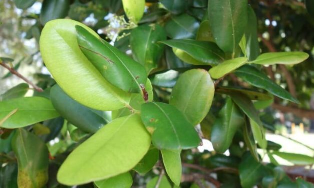 🌿 Propiedades, beneficios y usos medicinales de la Malagueta 🌿