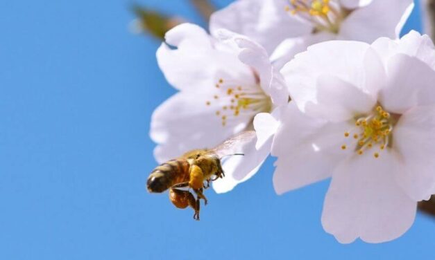 ✌ Crecerán las flores y se salvarán las abejas gracias a la cuarentena ✌