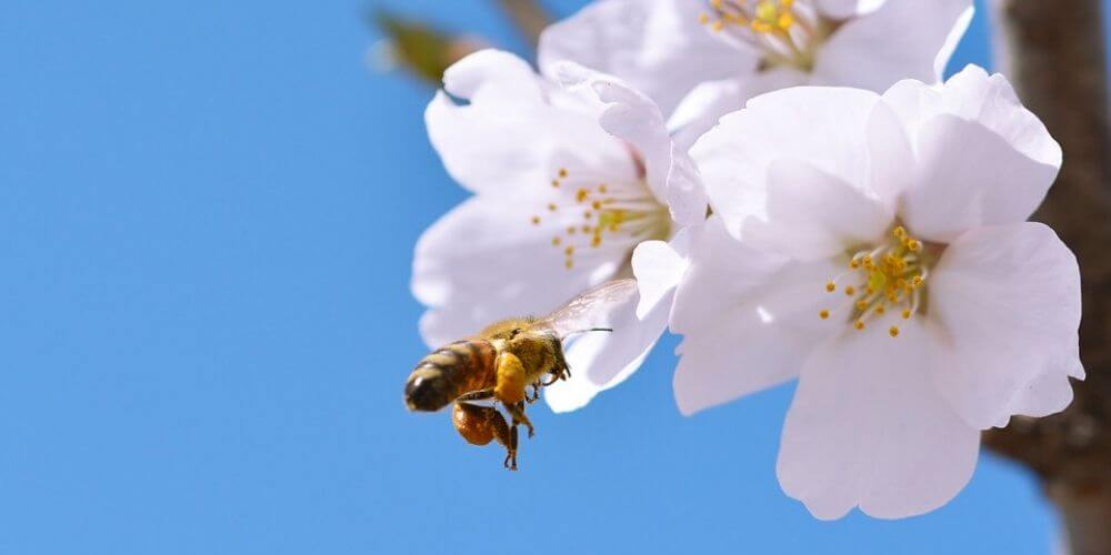 ✌ Crecerán las flores y se salvarán las abejas gracias a la cuarentena ✌