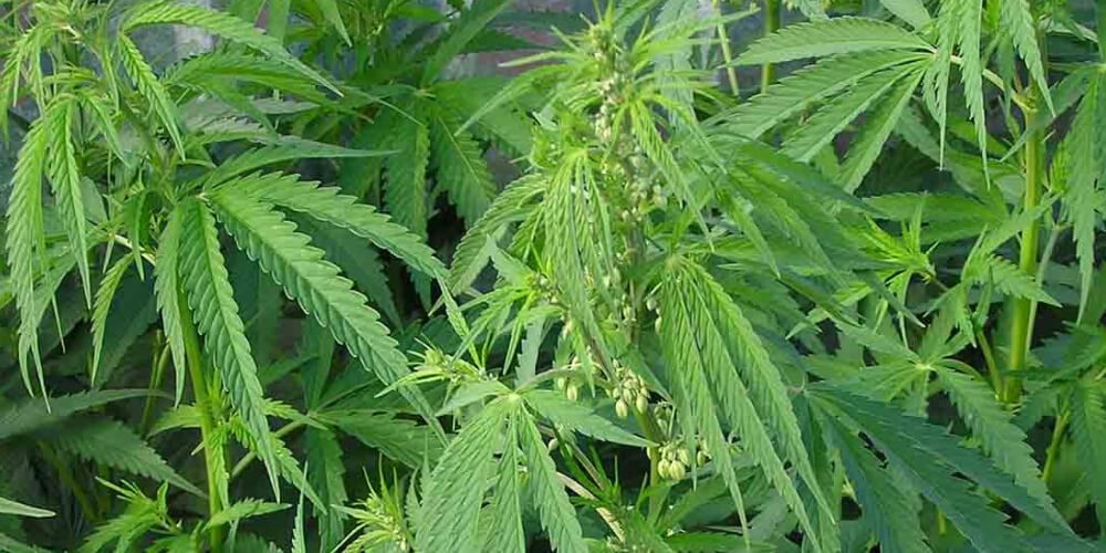 😮 Policía de Lander halla sembradío de marihuana en Ocumare del Tuy 😮