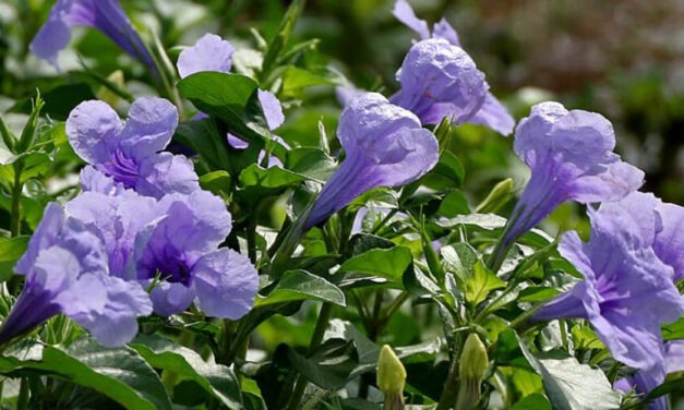 🌿 Propiedades, beneficios y usos medicinales de la Yuquilla 🌿