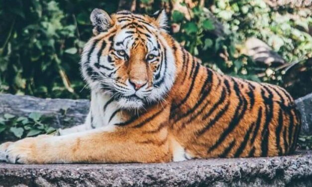Tigre de zoológico de Nueva York da positivo para Coronavirus