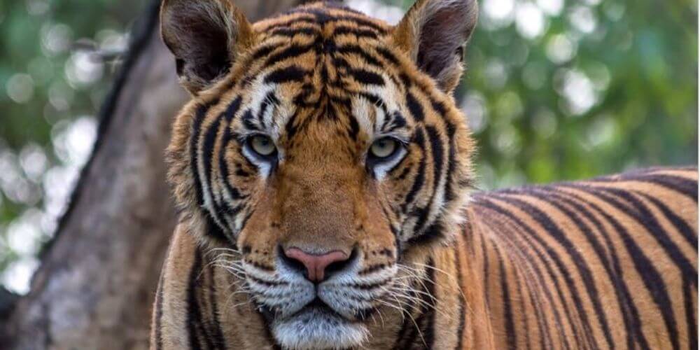 tigre-de-zoologico-de-nueva-york-da-positivo-para-coronavirus-nadia-movidatuy.com