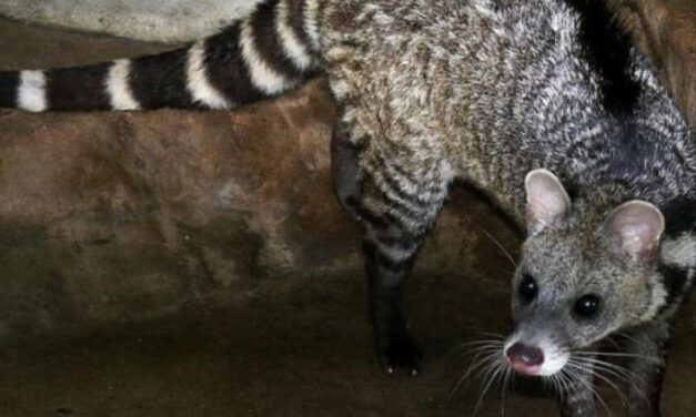 ✌ Un civeta cruza las calles de la India muy tranquilamente ✌