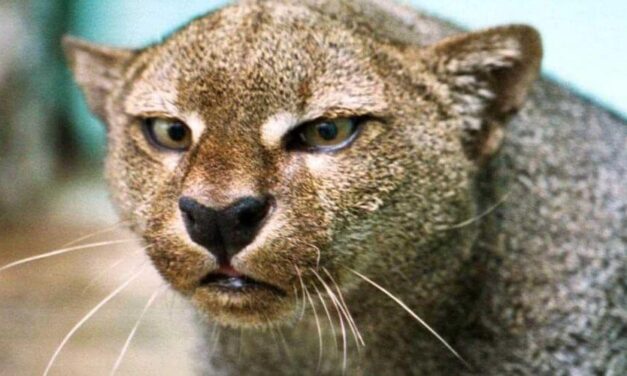 😮 Aparece un puma en Argentina que se creía extinto hace años 😮