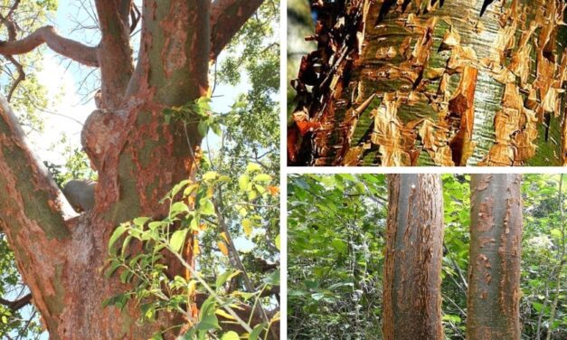 🌿 Árbol Indio Desnudo: Propiedades, beneficios y usos medicinales 🌿