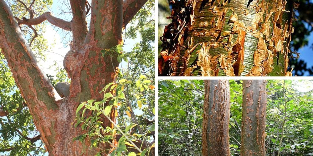 🌿 Árbol Indio Desnudo: Propiedades, beneficios y usos medicinales 🌿