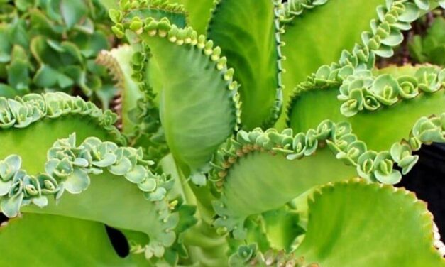 ✅ Cómo hacer una infusión de mala madre para aprovechar sus propiedades ✅