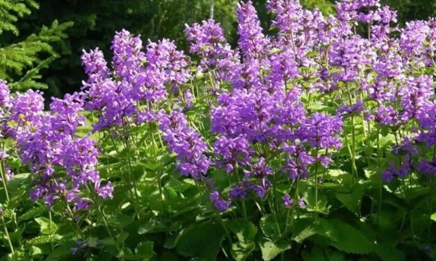 🌿 Conoce las increíbles propiedades y usos medicinales de la Betónica 🌿