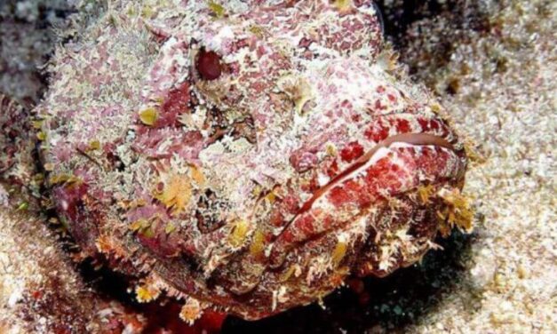 😮 Impresionante este pez con forma de miembro viril causa impacto 😮