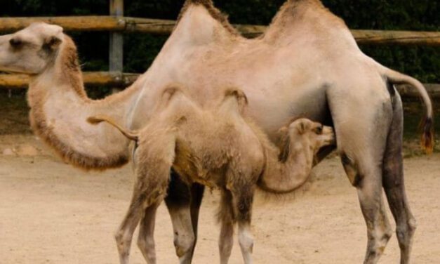✌ La reproducción de animales aumenta en un zoológico de Rusia ✌