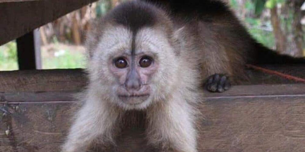 la-reproduccion-de-animales-aumenta-en-un-zoologico-de-rusia-mono-capuchino-lloron-movidatuy.com