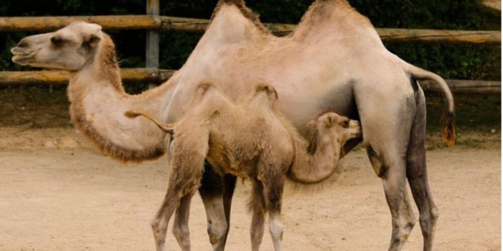 ✌ La reproducción de animales aumenta en un zoológico de Rusia ✌