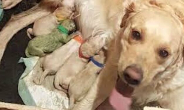 ✌ Una perra parió un cachorro verde y causa sensación en las redes ✌