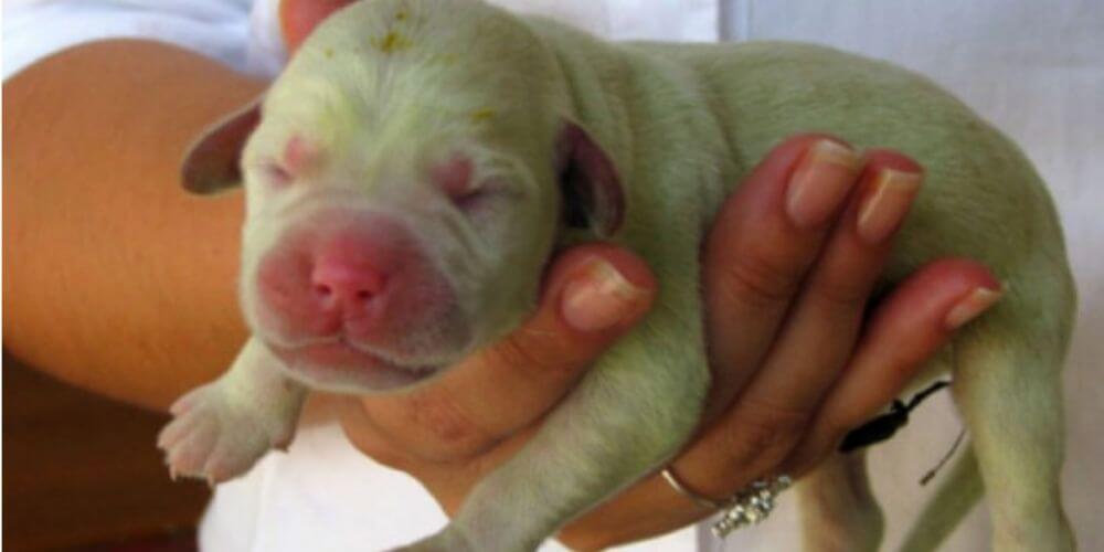 una-perra-pario-un-cachorro-verde-y-causa-sensación-en-las-redes-perrito-color-verde-movidatuy.com