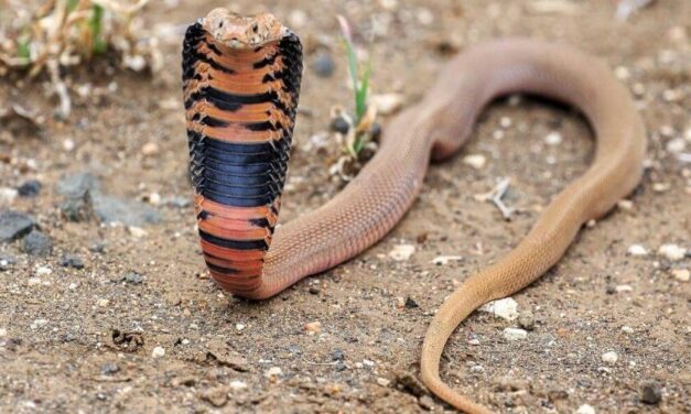 😮 ¿Conocías a la peligrosa serpiente escupidora de Mozambique? 😮