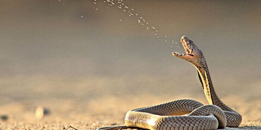 conocias-a-la-peligrosa-serpiente-escupidora-de-mozambique-cobra-escupiendo-veneno-movidatuy.com