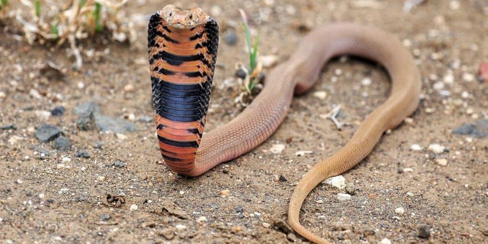 😮 ¿Conocías a la peligrosa serpiente escupidora de Mozambique? 😮