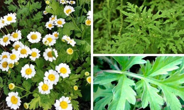 🌿 Cuáles son las propiedades de la Altamisa y qué beneficios aporta a la salud 🌿