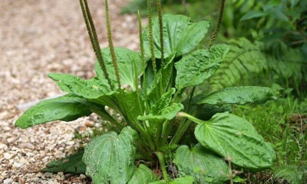 🌿 Cuáles son las propiedades medicinales del Llantén y cómo aprovechar sus beneficios 🌿