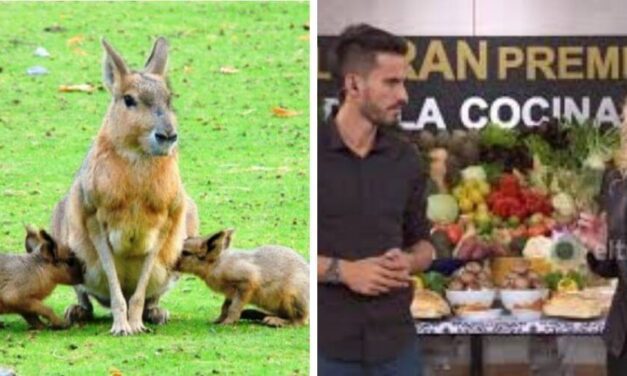 Demanda para programa de TV que cocinó a una liebre en vía de extinción