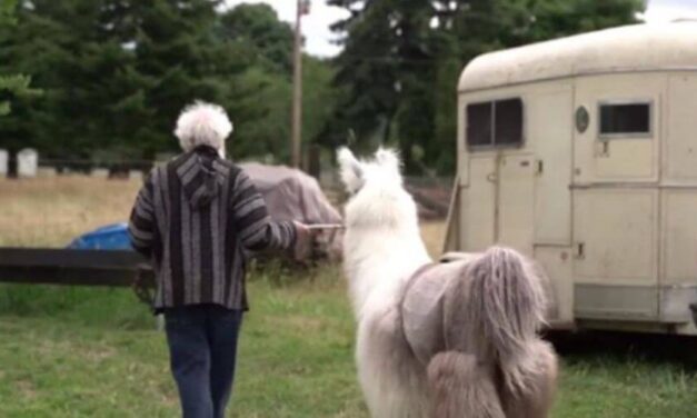 ✌ En Oregón, usan la llama-terapia para superar el Covid-19 ✌