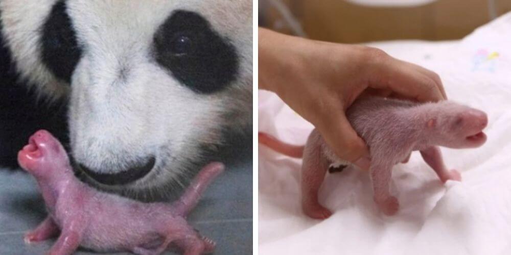 nace-el-primer-panda-gigante-de-forma-natural-en-corea-del-sur-cachorro-oso-panda-movidatuy.com