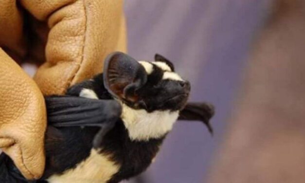 ✌ Atípico y extraño es este pequeño “murciélago panda” que roba corazones ✌
