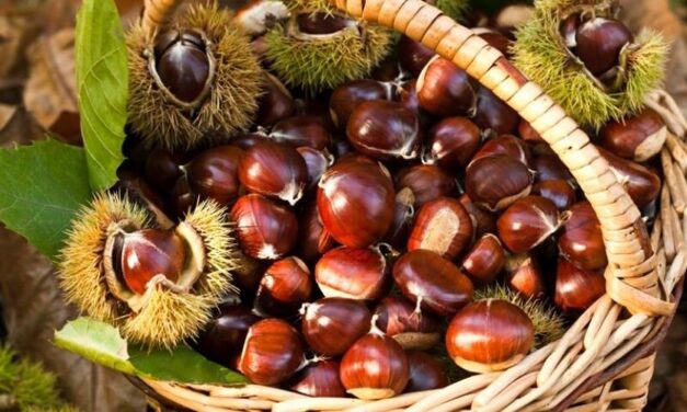 ✅ Cuáles son las propiedades y beneficios de las castañas para la salud ✅