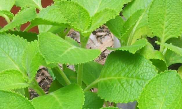 🌿 Cuáles son las propiedades y beneficios del orégano orejón para la salud 🌿
