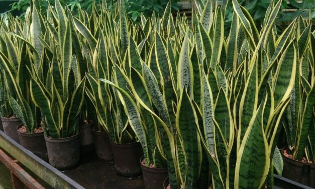 🌿 Cuáles son los beneficios de la lengua de suegra y cómo aprovecharlos 🌿