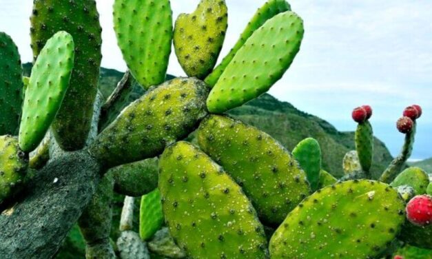 🌿 Cuáles son los beneficios de la Tuna para la salud y cómo aprovecharlos 🌿