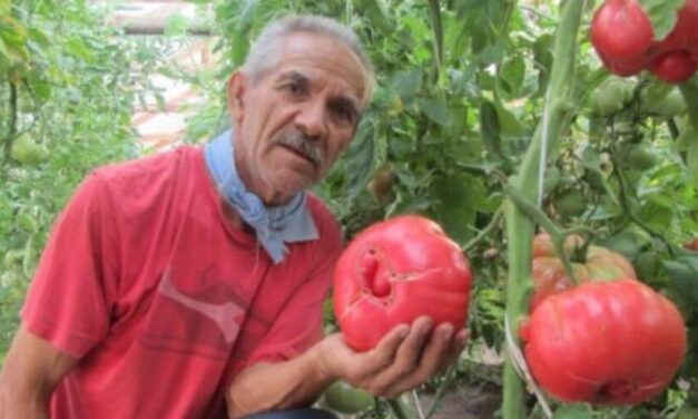 ✌ Estos son los tomates más sanos cultivados por granjeros chilenos ✌