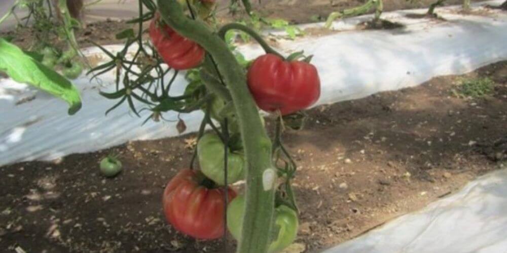 estos-son-los-tomates-mas-sanos-cultivados-por-granjeros-chilenos-tomate-rosado-movidatuy.com