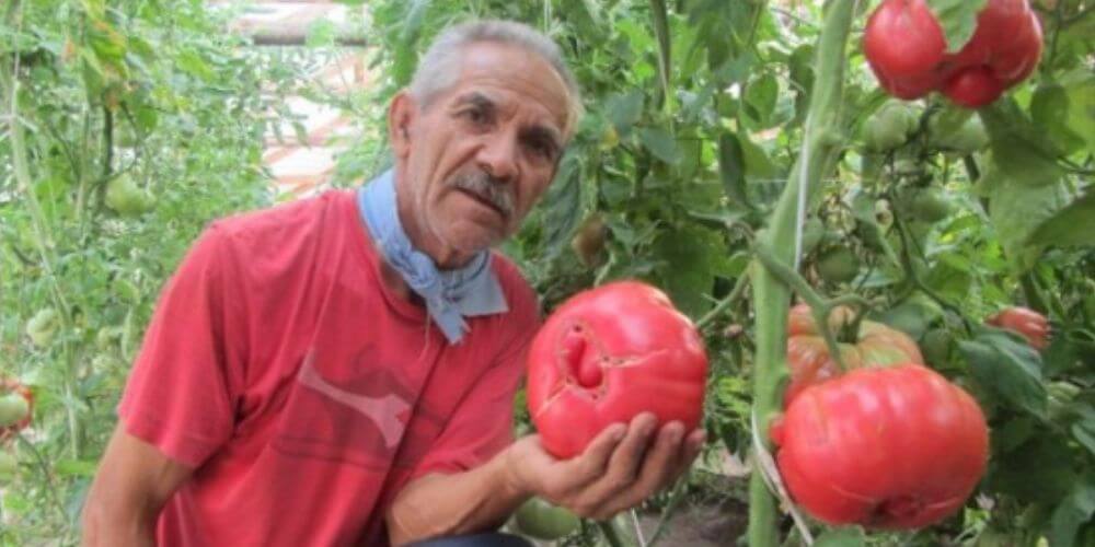 ✌ Estos son los tomates más sanos cultivados por granjeros chilenos ✌