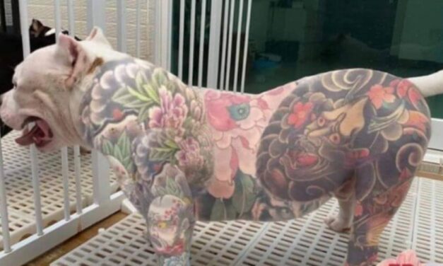 😮 La nueva tendencia de perros tatuados causa polémica en las redes sociales 😮
