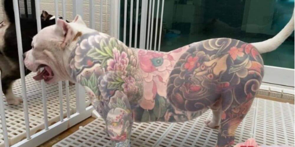 😮 La nueva tendencia de perros tatuados causa polémica en las redes sociales 😮
