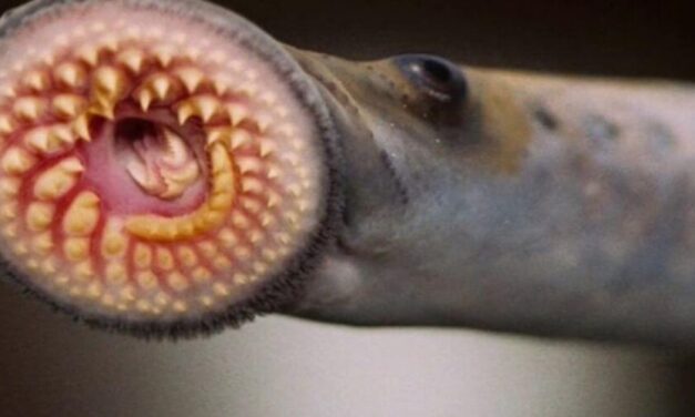 😮 Pez vampiro del agua, una extraña especie de un río del sur chileno 😮